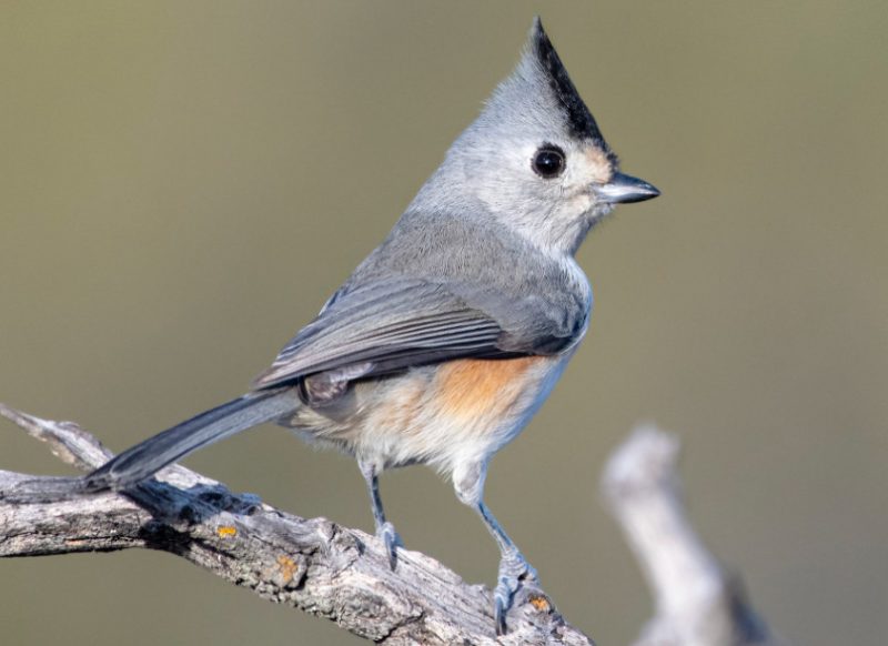 Black-Crested