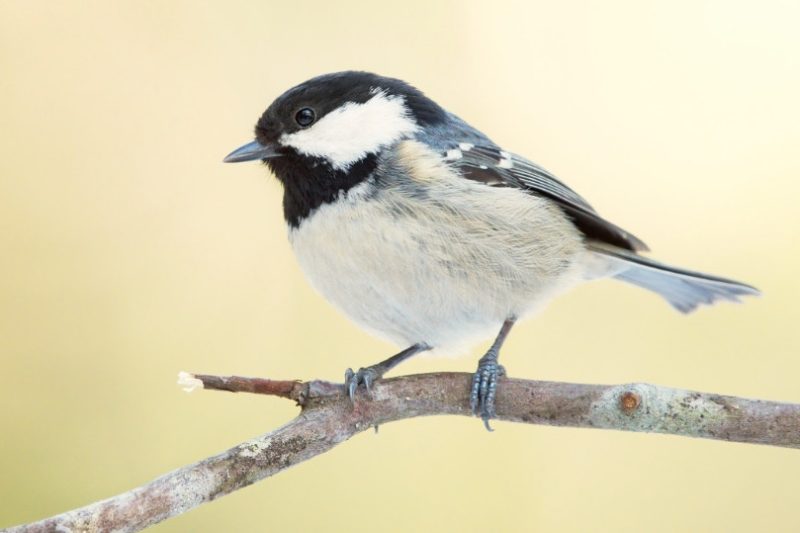 bearded tit