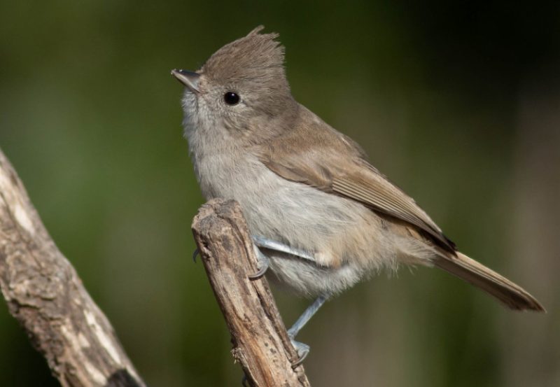 Juniper Tit