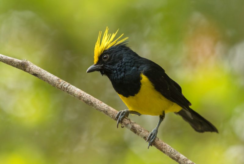Carolina tit